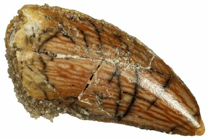 Serrated Raptor Tooth - Real Dinosaur Tooth #297572